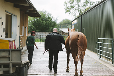 Examining equine veterinary negligence