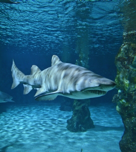 A shark in fish tank at an aquarium