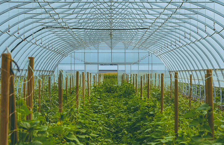 Plants Growing Within A Greenhouse